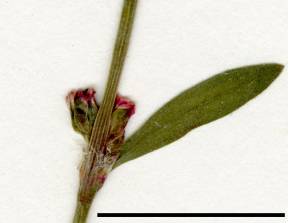 Petite image rapproché des traits de caractéristiques de la plante: Renouée des oiseaux