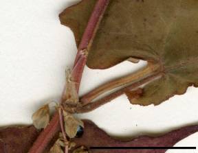 Petite image rapproché des traits de caractéristiques de la plante: Renouée à noeuds ciliés