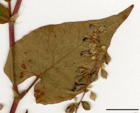 Petite image rapproché des traits de caractéristiques de la plante: Renouée à noeuds ciliés