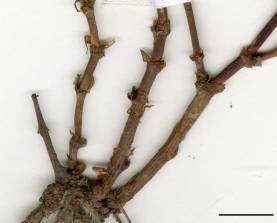 Petite image rapproché des traits de caractéristiques de la plante: Renouée à noeuds ciliés