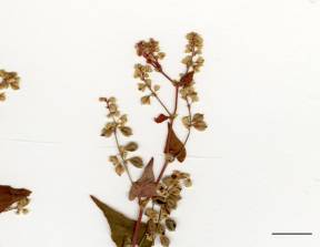 Petite image rapproché des traits de caractéristiques de la plante: Renouée à noeuds ciliés