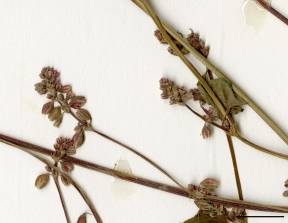 Petite image rapproché des traits de caractéristiques de la plante: Renouée liseron