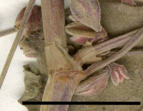Petite image rapproché des traits de caractéristiques de la plante: Renouée liseron