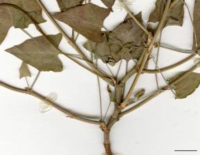 Petite image rapproché des traits de caractéristiques de la plante: Renouée liseron