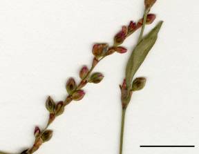 Petite image rapproché des traits de caractéristiques de la plante: Renouée poivre-d'eau