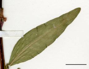 Petite image rapproché des traits de caractéristiques de la plante: Renouée poivre-d'eau