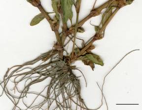 Petite image rapproché des traits de caractéristiques de la plante: Renouée poivre-d'eau