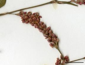 Petite image rapproché des traits de caractéristiques de la plante: Renouée persicaire