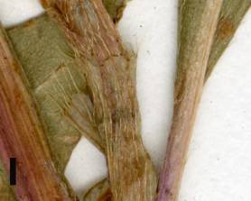 Petite image rapproché des traits de caractéristiques de la plante: Renouée persicaire
