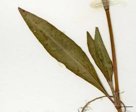 Petite image rapproché des traits de caractéristiques de la plante: Renouée persicaire