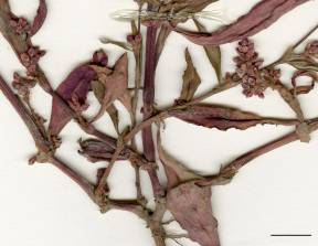 Petite image rapproché des traits de caractéristiques de la plante: Renouée persicaire