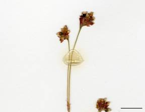 Petite image rapproché des traits de caractéristiques de la plante: Renouée sagittée