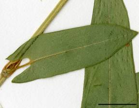 Petite image rapproché des traits de caractéristiques de la plante: Renouée sagittée
