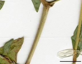 Petite image rapproché des traits de caractéristiques de la plante: Renouée sagittée