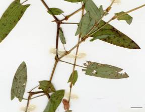 Petite image rapproché des traits de caractéristiques de la plante: Renouée sagittée