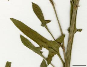 Petite image rapproché des traits de caractéristiques de la plante: Petite oseille