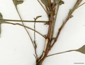Petite image rapproché des traits de caractéristiques de la plante: Petite oseille