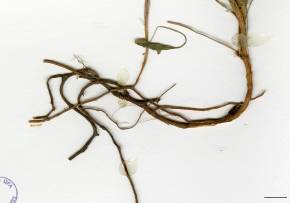 Petite image rapproché des traits de caractéristiques de la plante: Petite oseille