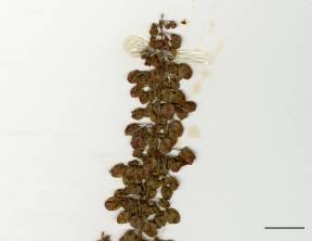 Petite image rapproché des traits de caractéristiques de la plante: Patience crépue