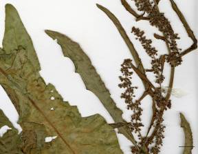 Petite image rapproché des traits de caractéristiques de la plante: Patience crépue