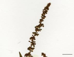 Petite image rapproché des traits de caractéristiques de la plante: Patience à feuilles obtuses