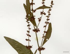 Petite image rapproché des traits de caractéristiques de la plante: Patience à feuilles obtuses