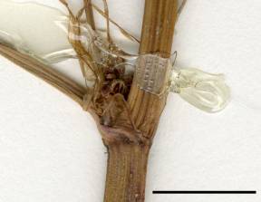 Petite image rapproché des traits de caractéristiques de la plante: Patience à feuilles obtuses