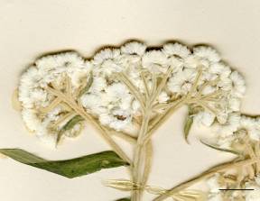 Petite image rapproché des traits de caractéristiques de la plante: Immortelle blanche
