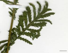 Petite image rapproché des traits de caractéristiques de la plante: Tanaisie vulgaire