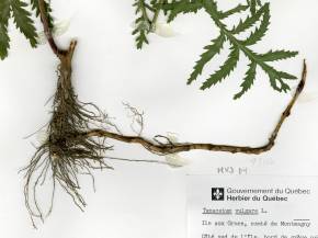 Petite image rapproché des traits de caractéristiques de la plante: Tanaisie vulgaire