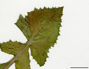 Petite image rapproché des traits de caractéristiques de la plante: Laiteron potager