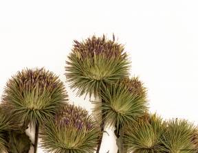 Petite image rapproché des traits de caractéristiques de la plante: Grande bardane