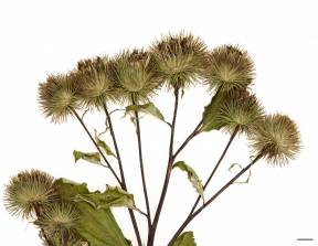 Petite image rapproché des traits de caractéristiques de la plante: Grande bardane
