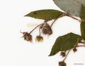 Petite image rapproché des traits de caractéristiques de la plante: Framboisier sauvage