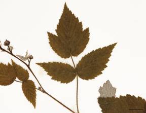 Petite image rapproché des traits de caractéristiques de la plante: Framboisier sauvage