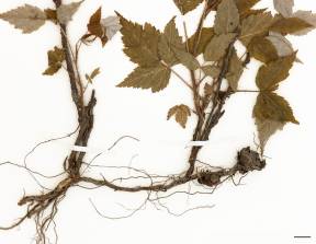 Petite image rapproché des traits de caractéristiques de la plante: Framboisier sauvage