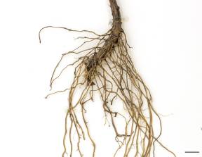 Petite image rapproché des traits de caractéristiques de la plante: Verge d'or du Canada