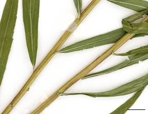 Petite image rapproché des traits de caractéristiques de la plante: Verge d'or du Canada