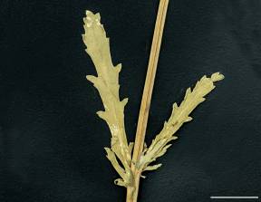 Petite image rapproché des traits de caractéristiques de la plante: Marguerite blanche