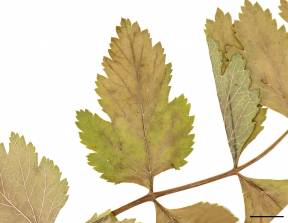 Petite image rapproché des traits de caractéristiques de la plante: Panais sauvage