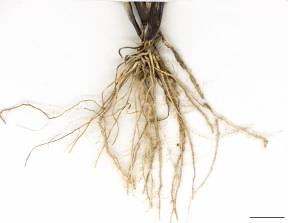 Petite image rapproché des traits de caractéristiques de la plante: Sétaire glauque