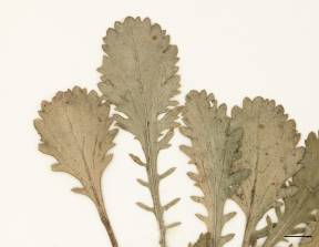 Petite image rapproché des traits de caractéristiques de la plante: Marguerite blanche