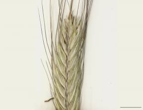 Petite image rapproché des traits de caractéristiques de la plante: Seigle commun