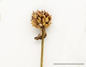Petite image rapproché des traits de caractéristiques de la plante: Renoncule rampante