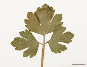 Petite image rapproché des traits de caractéristiques de la plante: Renoncule rampante