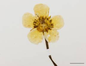 Petite image rapproché des traits de caractéristiques de la plante: Renoncule rampante