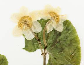 Petite image rapproché des traits de caractéristiques de la plante: Populage des marais