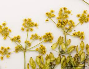 Petite image rapproché des traits de caractéristiques de la plante: Panais sauvage