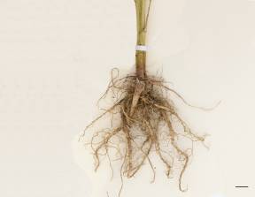 Petite image rapproché des traits de caractéristiques de la plante: Amarante tuberculée