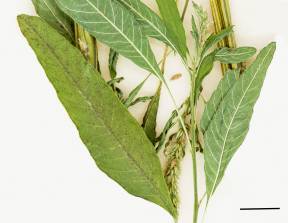 Petite image rapproché des traits de caractéristiques de la plante: Amarante tuberculée